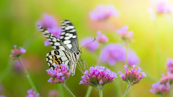 Beau papillon sur fleur colorée — Photo