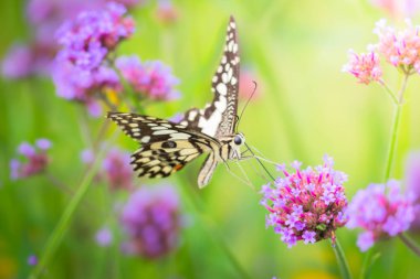 renkli çiçek güzel kelebeği