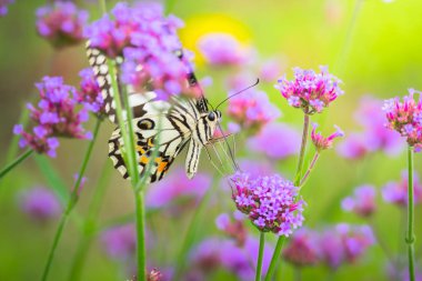 renkli çiçek güzel kelebeği