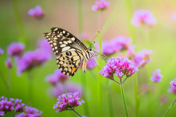 Bella farfalla sul fiore colorato — Foto Stock