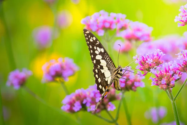 Beau papillon sur fleur colorée — Photo