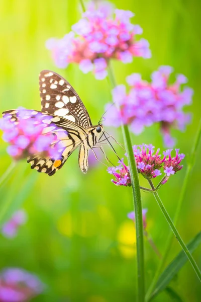 Красива метелик на барвистий квітка — стокове фото