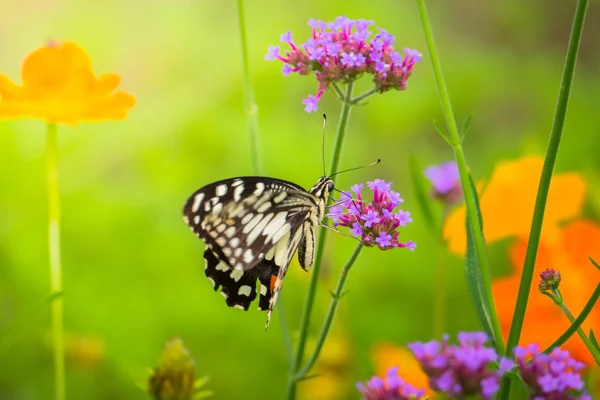 Beautiful Butterfly on Colorful Flower — Stock Photo, Image