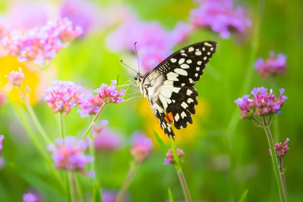 renkli çiçek güzel kelebeği