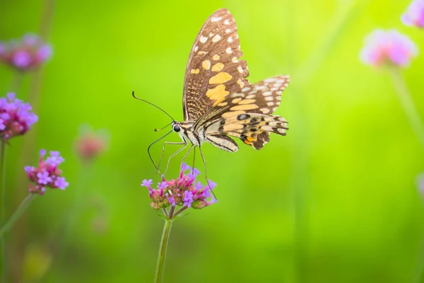 Beau papillon sur fleur colorée — Photo