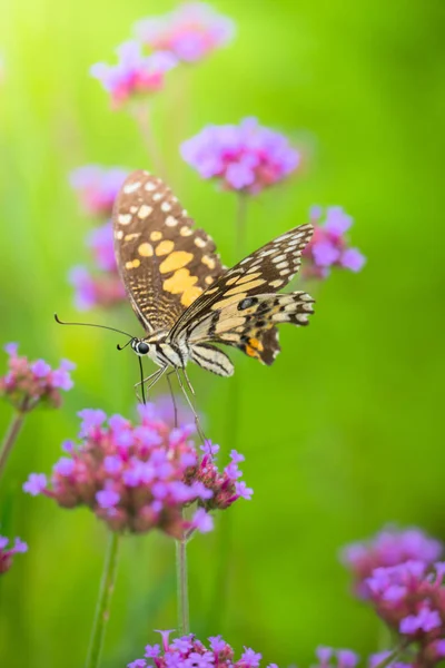 Bella farfalla sul fiore colorato — Foto Stock