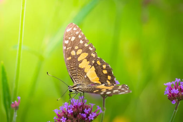 Beautiful Butterfly on Colorful Flower — Stock Photo, Image