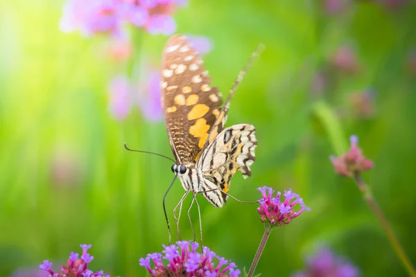 Beau papillon sur fleur colorée — Photo