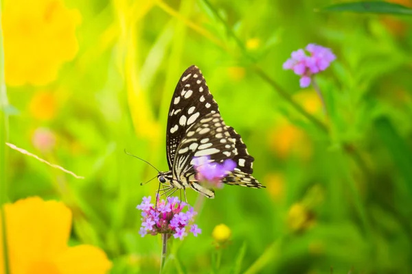 Beau papillon sur fleur colorée — Photo