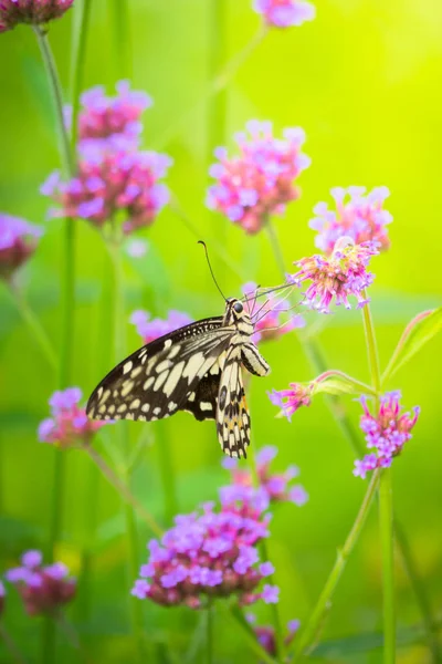 Beau papillon sur fleur colorée — Photo