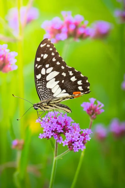 Renkli çiçek güzel kelebeği — Stok fotoğraf