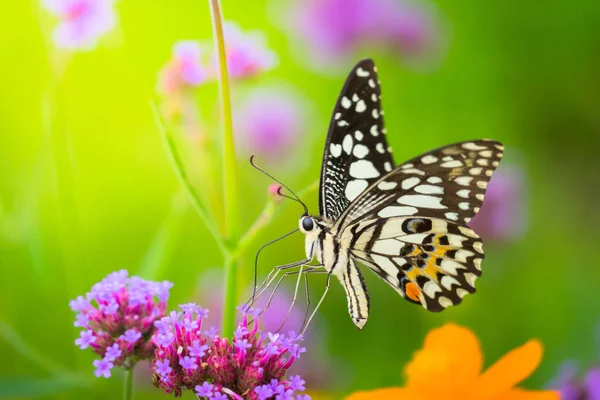Renkli çiçek güzel kelebeği — Stok fotoğraf