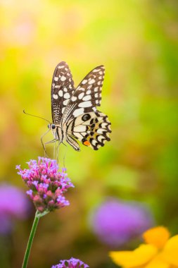 renkli çiçek güzel kelebeği