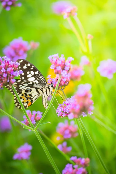 Prachtige vlinder op kleurrijke bloem — Stockfoto