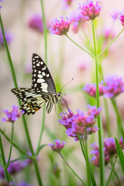 Bella farfalla sul fiore colorato — Foto Stock