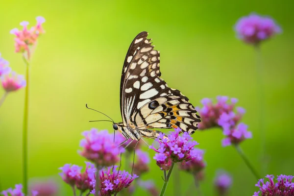 Bella farfalla sul fiore colorato — Foto Stock