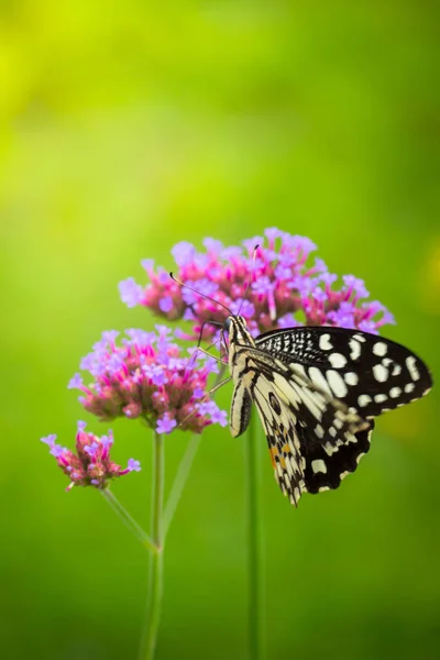 Bella farfalla sul fiore colorato — Foto Stock