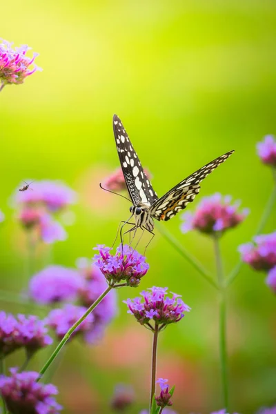 Beau papillon sur fleur colorée — Photo