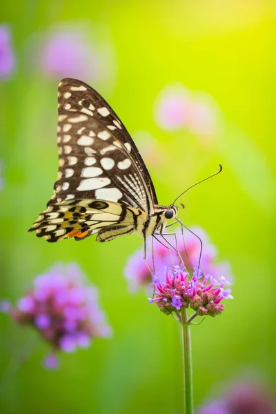 Schöner Schmetterling auf farbenfroher Blume — Stockfoto