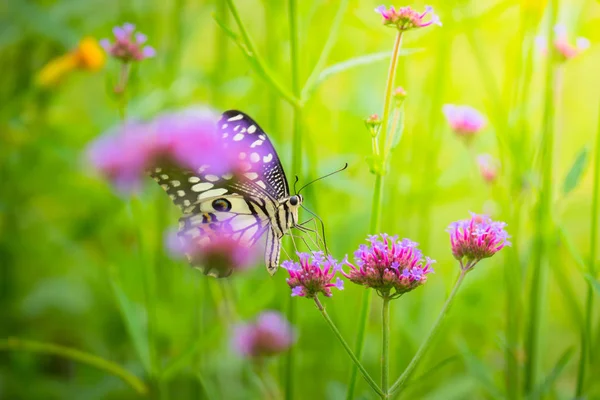 Borboleta bonita na flor colorida — Fotografia de Stock