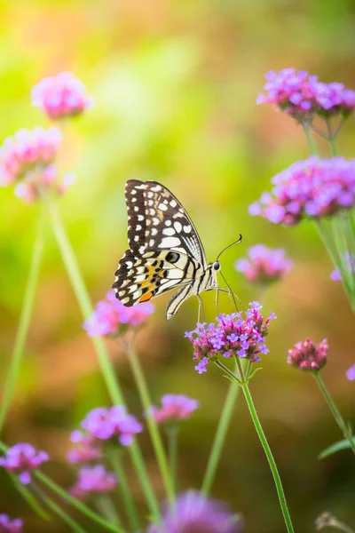 Beau papillon sur fleur colorée — Photo