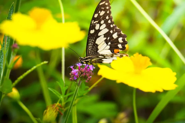 Beau papillon sur fleur colorée — Photo