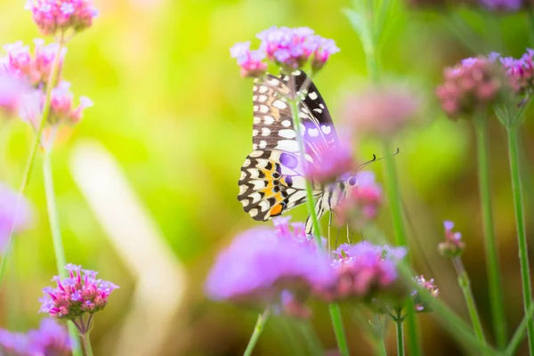 Beau papillon sur fleur colorée — Photo