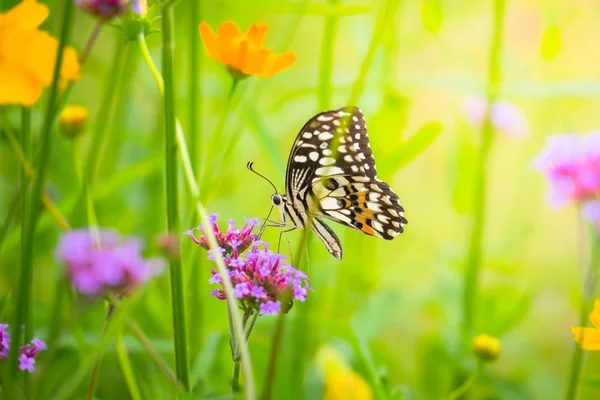 Beau papillon sur fleur colorée — Photo