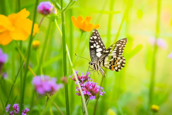 Beau papillon sur fleur colorée — Photo