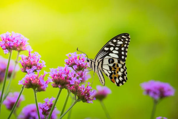 Beautiful Butterfly on Colorful Flower — Stock Photo, Image