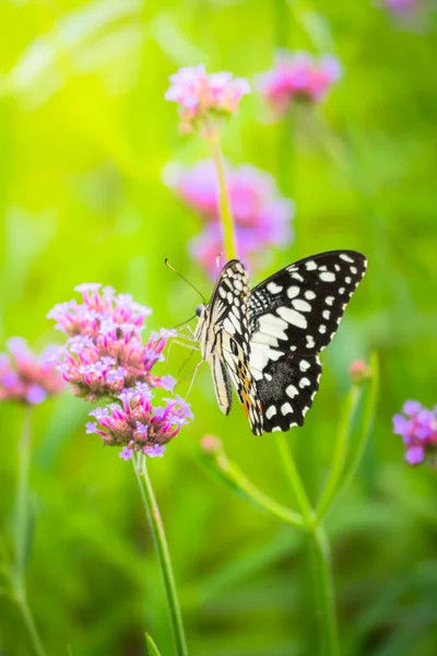 Beautiful Butterfly on Colorful Flower — Stock Photo, Image