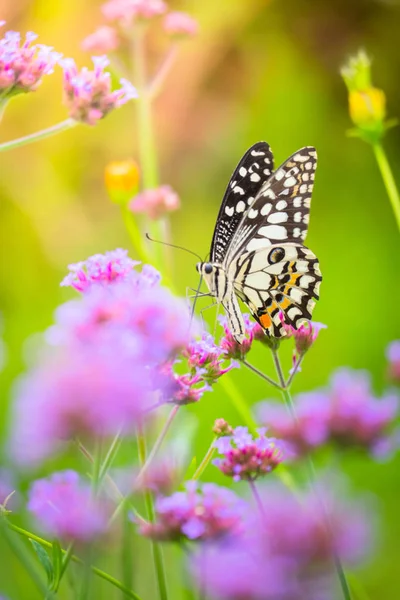 Krásný motýl na barevný květ — Stock fotografie