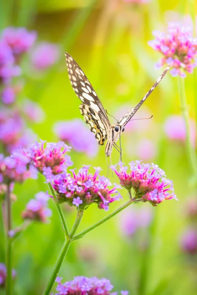 Beau papillon sur fleur colorée — Photo