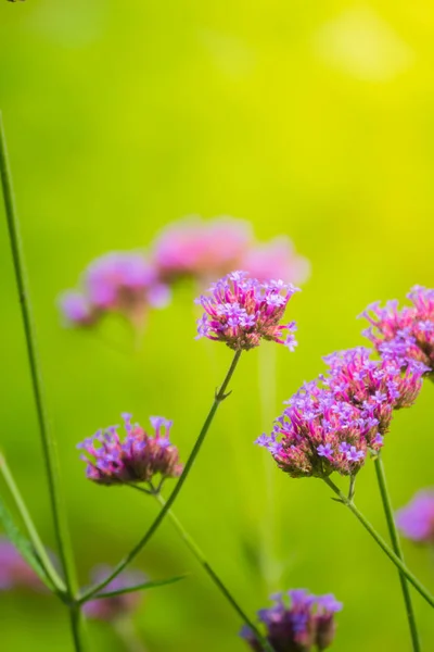 La imagen de fondo de las flores de colores — Foto de Stock