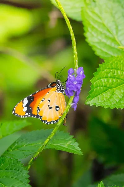 Beau papillon sur fleur colorée — Photo