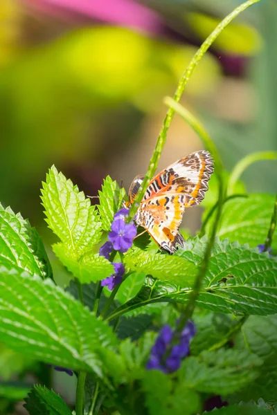 Beau papillon sur fleur colorée — Photo