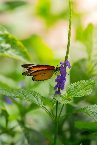 Beau papillon sur fleur colorée — Photo