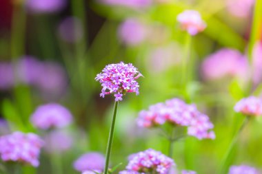 Renkli çiçeklerin arkaplan resmi