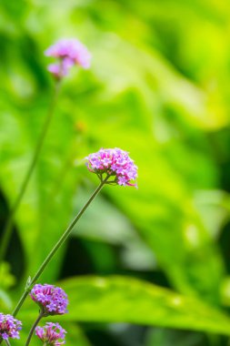 Renkli çiçeklerin arkaplan resmi
