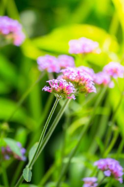 Renkli çiçeklerin arkaplan resmi