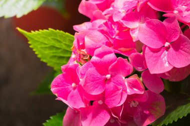 Renkli çiçeklerin arkaplan resmi