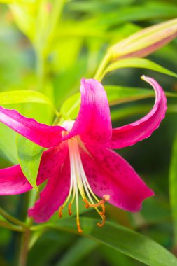 Renkli çiçeklerin arkaplan resmi