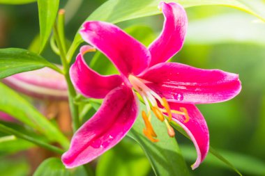 Renkli çiçeklerin arkaplan resmi