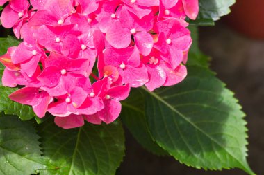 Renkli çiçeklerin arkaplan resmi