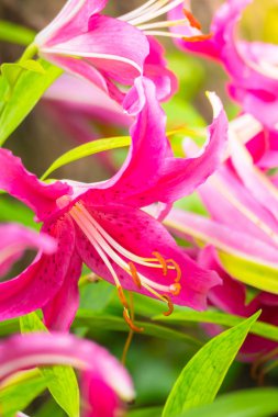 Renkli çiçeklerin arkaplan resmi