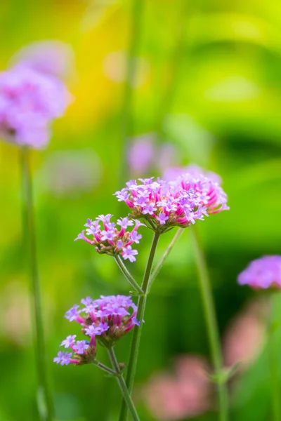 La imagen de fondo de las flores de colores — Foto de Stock