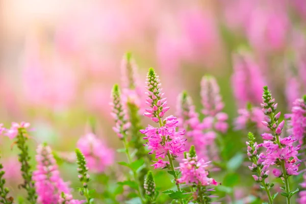 L'image de fond des fleurs colorées — Photo