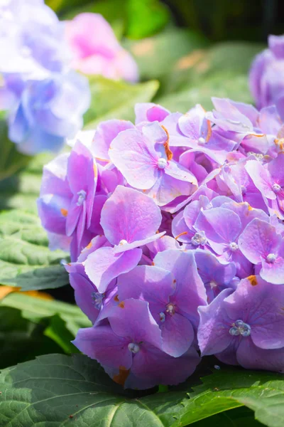 色とりどりの花の背景イメージ — ストック写真