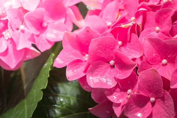 Renkli çiçeklerin arkaplan resmi