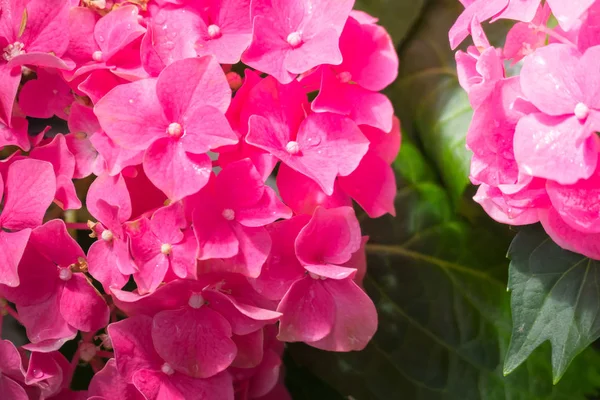 Renkli çiçeklerin arkaplan resmi